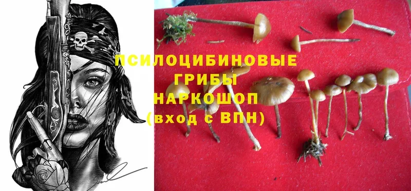 Псилоцибиновые грибы Cubensis  где купить наркотик  Белогорск 